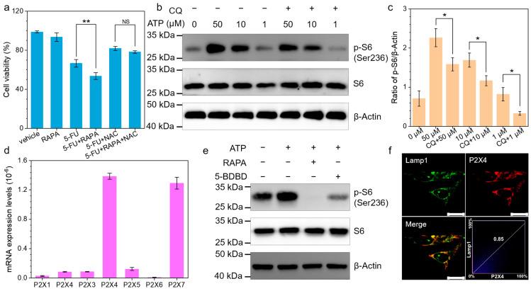 https://cdn.ncbi.nlm.nih.gov/pmc/blobs/d343/12024896/ba1ec4f8e199/biomedicines-13-00948-g003.jpg