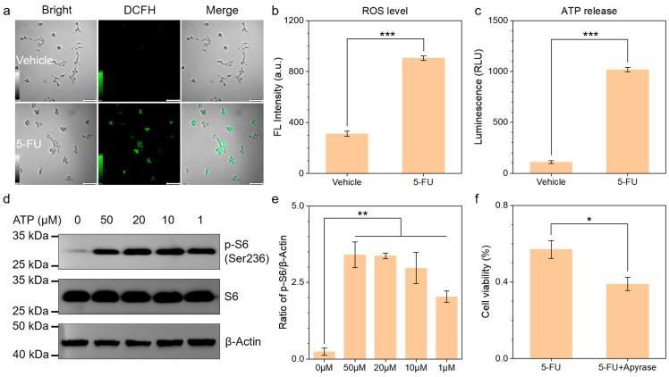 https://cdn.ncbi.nlm.nih.gov/pmc/blobs/d343/12024896/e33ca43e27e1/biomedicines-13-00948-g002.jpg