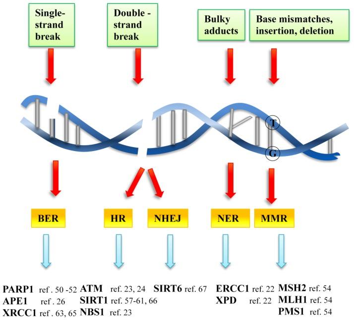 https://cdn.ncbi.nlm.nih.gov/pmc/blobs/d344/3546731/c48f93e59825/ijms-13-16929f2.jpg