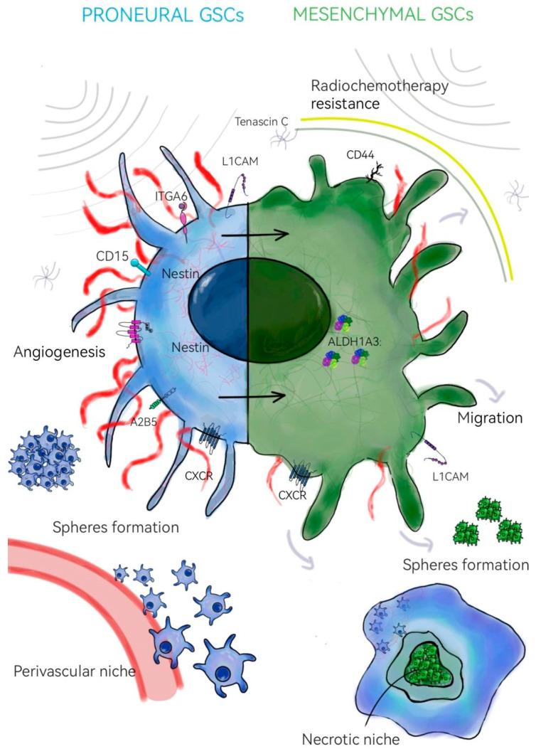https://cdn.ncbi.nlm.nih.gov/pmc/blobs/d345/12196138/11ef40f1fb3b/neurosci-06-00052-g001.jpg