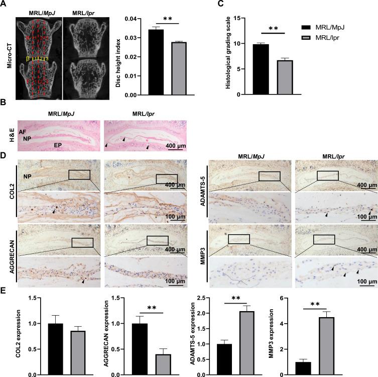 https://cdn.ncbi.nlm.nih.gov/pmc/blobs/d347/11520921/a17c2a154e8e/JIR-17-7705-g0002.jpg