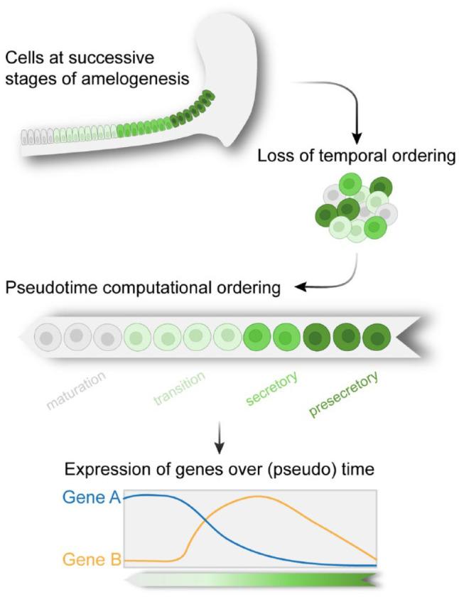 https://cdn.ncbi.nlm.nih.gov/pmc/blobs/d347/8293759/4fac244b728f/10.1177_00220345211001848-fig4.jpg