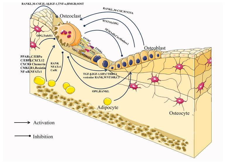 https://cdn.ncbi.nlm.nih.gov/pmc/blobs/d348/10671247/ad4406b3366d/ijms-24-16175-g002.jpg