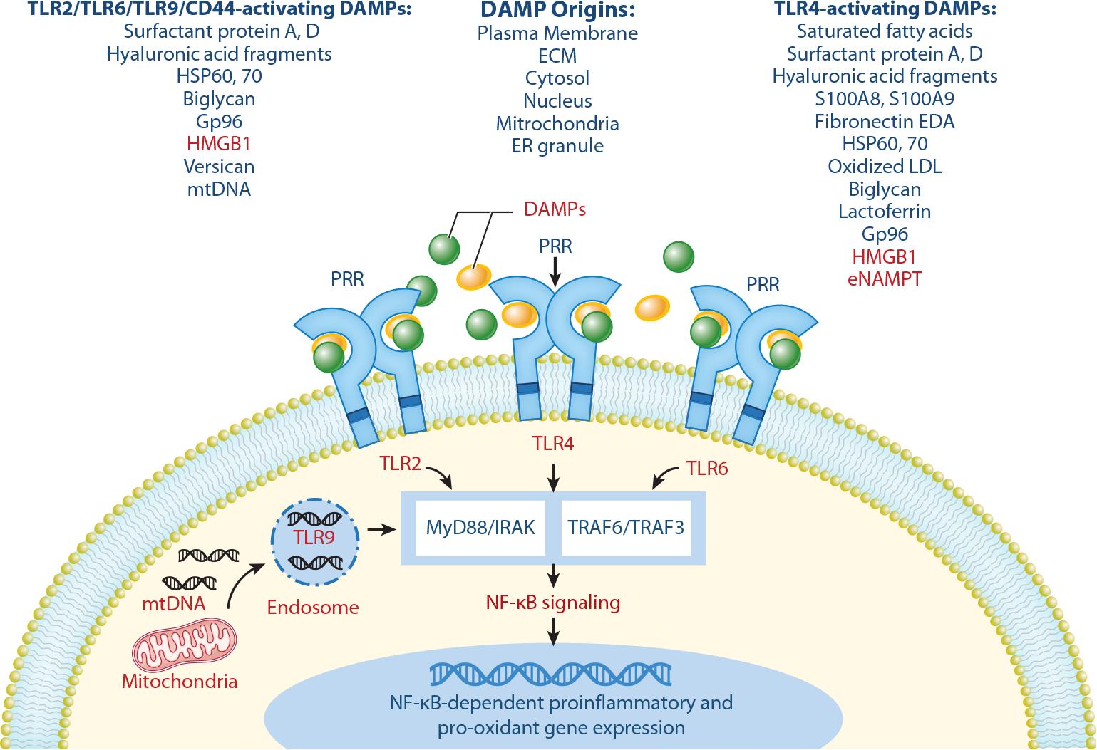 https://cdn.ncbi.nlm.nih.gov/pmc/blobs/d348/11259086/e71f251a51ee/nihms-2002958-f0002.jpg