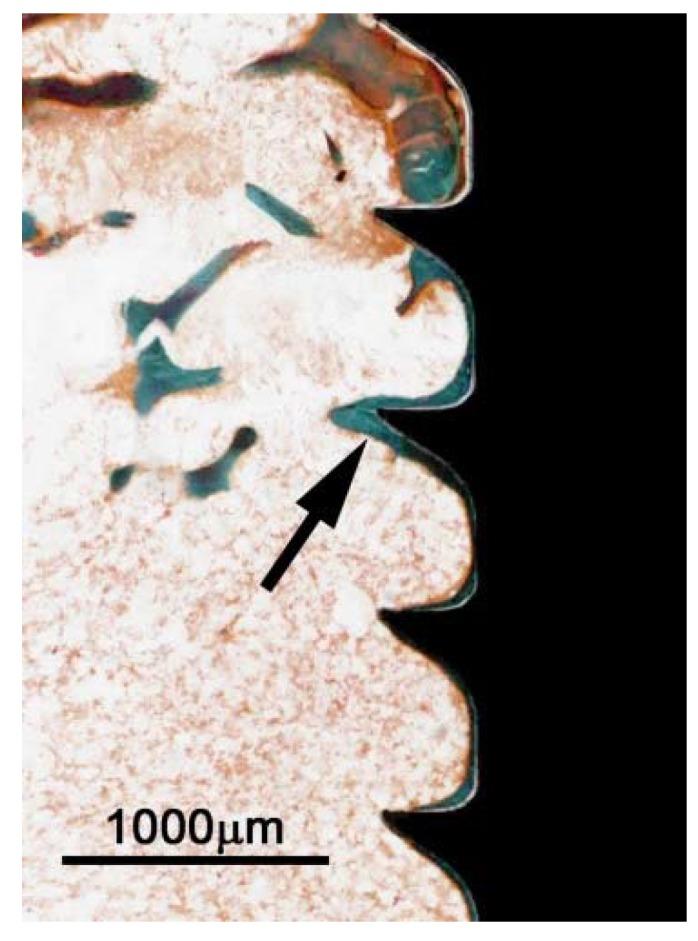 https://cdn.ncbi.nlm.nih.gov/pmc/blobs/d34a/4810061/e2dee4029a0a/jfb-07-00002-g005.jpg