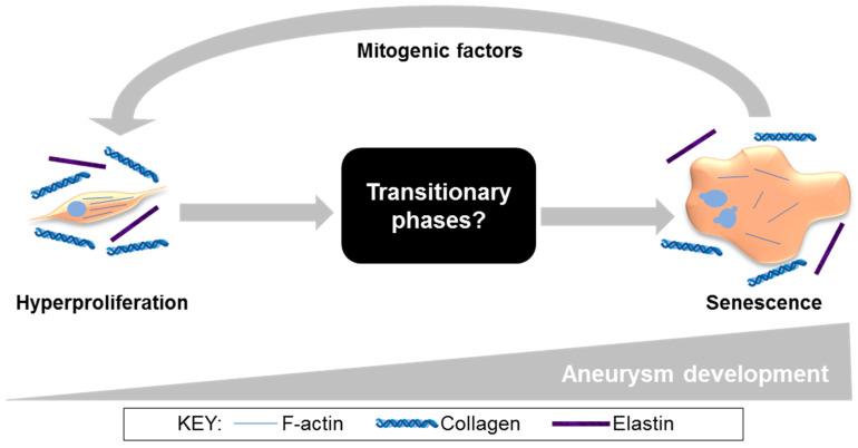 https://cdn.ncbi.nlm.nih.gov/pmc/blobs/d34a/8947535/977ce48555f8/cells-11-01043-g006.jpg