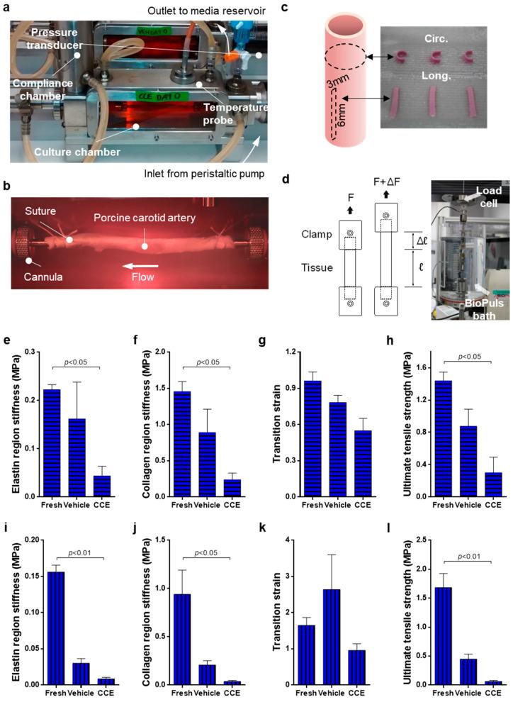 https://cdn.ncbi.nlm.nih.gov/pmc/blobs/d34a/8947535/b09cd45ea142/cells-11-01043-g001.jpg