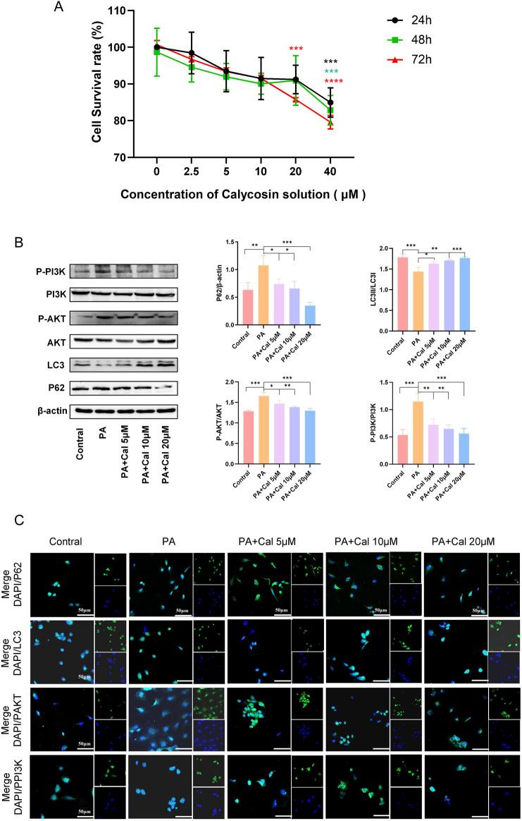 https://cdn.ncbi.nlm.nih.gov/pmc/blobs/d34d/12106390/0ae56f124b86/fphar-16-1505637-g005.jpg