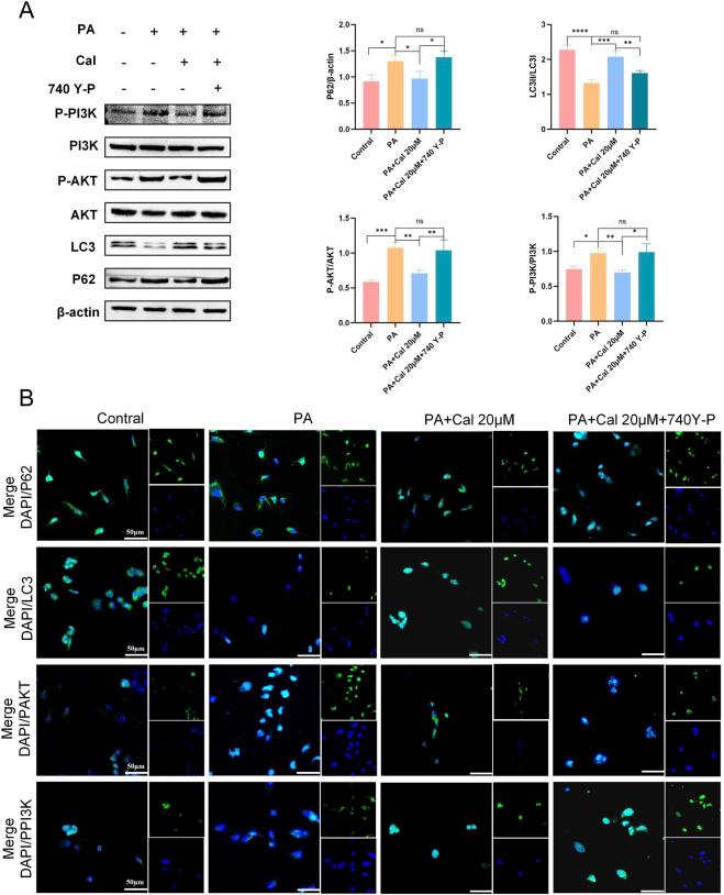 https://cdn.ncbi.nlm.nih.gov/pmc/blobs/d34d/12106390/e877a205dbc1/fphar-16-1505637-g006.jpg