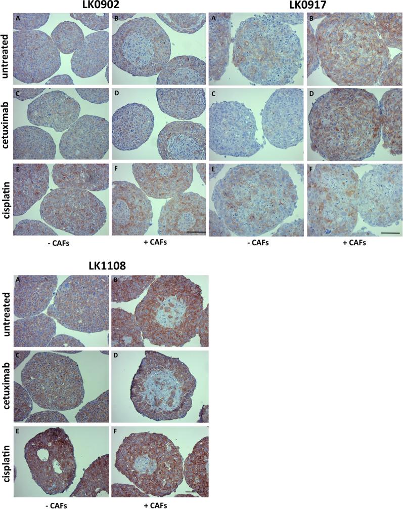 https://cdn.ncbi.nlm.nih.gov/pmc/blobs/d351/7756959/d7af3c4ff55d/12935_2020_1718_Fig3_HTML.jpg