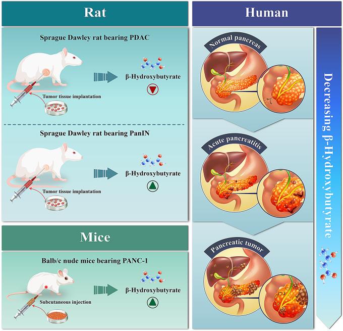 https://cdn.ncbi.nlm.nih.gov/pmc/blobs/d352/11562866/1247782466c5/12944_2024_2368_Fig1_HTML.jpg