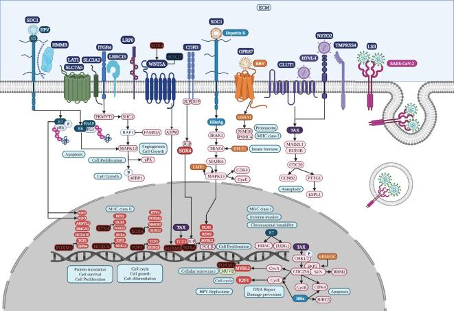 https://cdn.ncbi.nlm.nih.gov/pmc/blobs/d354/11368877/101c8a3f183e/fcimb-14-1425388-g006.jpg