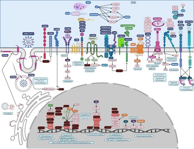 https://cdn.ncbi.nlm.nih.gov/pmc/blobs/d354/11368877/10c86635f0a8/fcimb-14-1425388-g008.jpg