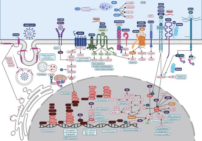 https://cdn.ncbi.nlm.nih.gov/pmc/blobs/d354/11368877/b21cabf35254/fcimb-14-1425388-g007.jpg