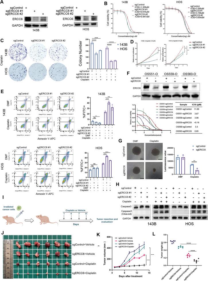 https://cdn.ncbi.nlm.nih.gov/pmc/blobs/d356/12302615/da815a056d71/ADVS-12-2500632-g007.jpg