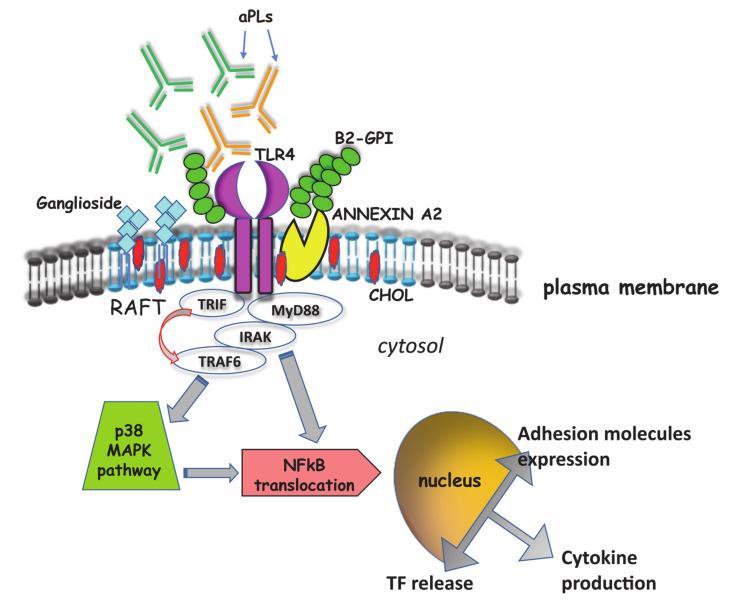 https://cdn.ncbi.nlm.nih.gov/pmc/blobs/d357/7665122/af5e46459009/ijms-21-08411-g002.jpg