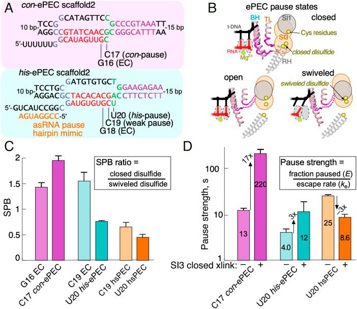 https://cdn.ncbi.nlm.nih.gov/pmc/blobs/d359/9974457/59235f3bd210/pnas.2215945120fig05.jpg