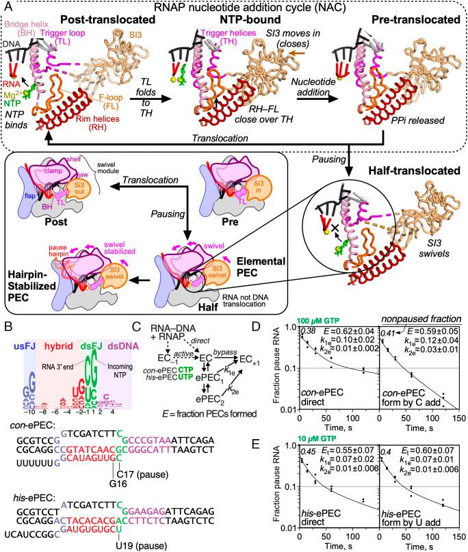https://cdn.ncbi.nlm.nih.gov/pmc/blobs/d359/9974457/85fb2699839f/pnas.2215945120fig01.jpg