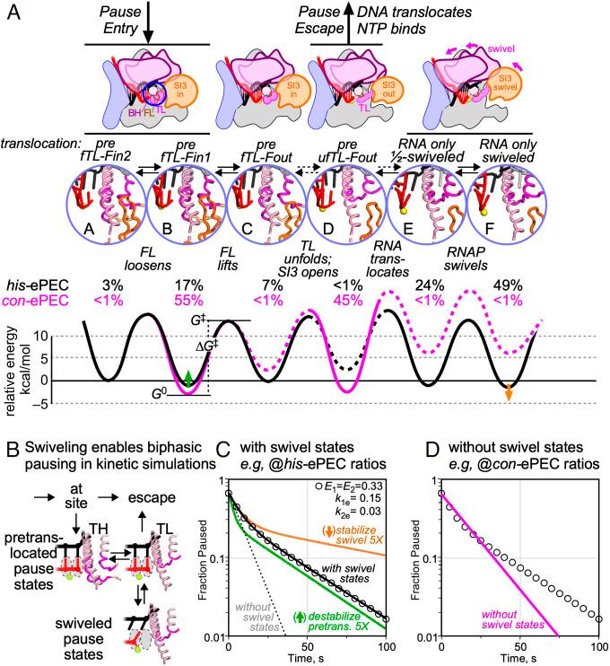 https://cdn.ncbi.nlm.nih.gov/pmc/blobs/d359/9974457/8af4491f9755/pnas.2215945120fig07.jpg