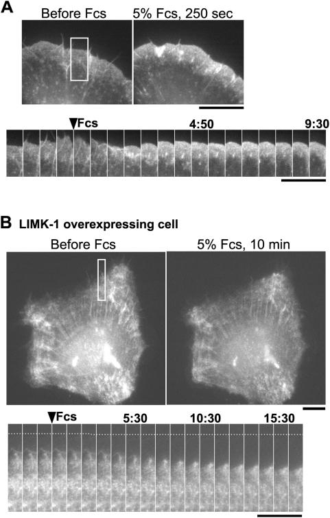 https://cdn.ncbi.nlm.nih.gov/pmc/blobs/d35a/2654150/70345e544c03/pone.0004921.g007.jpg