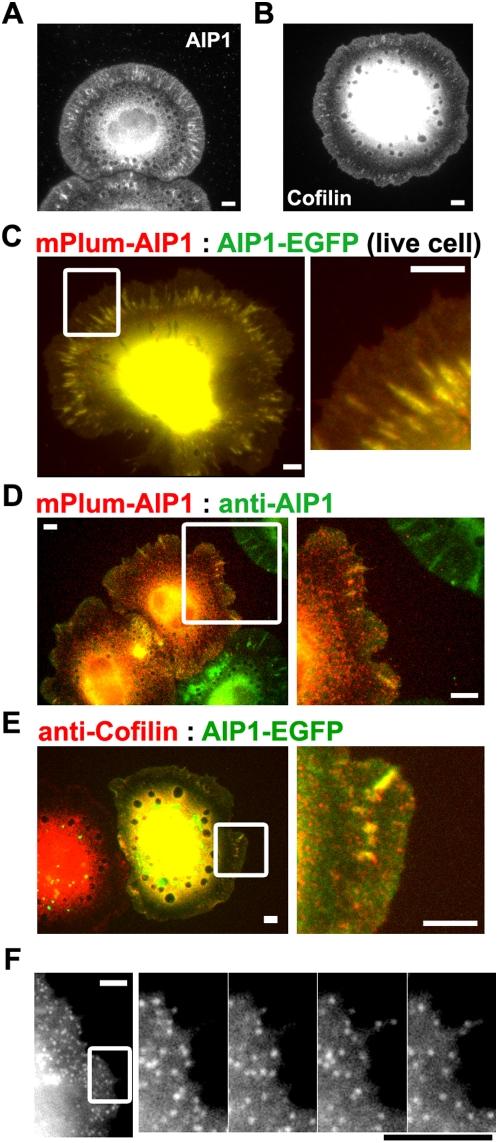 https://cdn.ncbi.nlm.nih.gov/pmc/blobs/d35a/2654150/da40c54df8d3/pone.0004921.g001.jpg