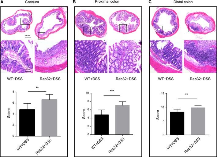 https://cdn.ncbi.nlm.nih.gov/pmc/blobs/d35a/6168699/b1908aad69bf/FEB4-8-1658-g002.jpg