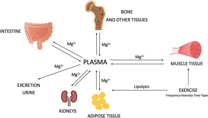 https://cdn.ncbi.nlm.nih.gov/pmc/blobs/d35d/11227245/607bc2159c86/12967_2024_5434_Fig2_HTML.jpg