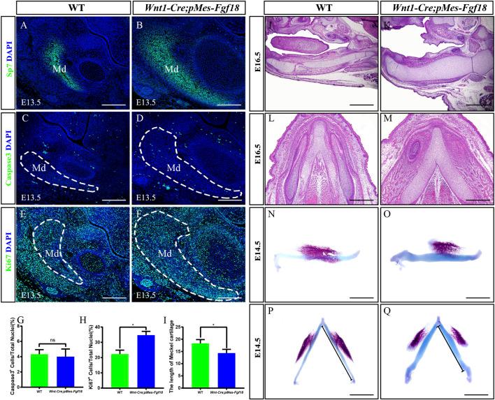 https://cdn.ncbi.nlm.nih.gov/pmc/blobs/d362/11061347/3d317e120800/fcell-12-1376814-g005.jpg