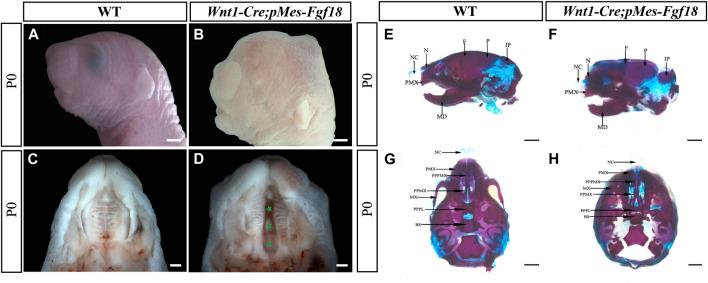 https://cdn.ncbi.nlm.nih.gov/pmc/blobs/d362/11061347/5096db4a6c37/fcell-12-1376814-g001.jpg