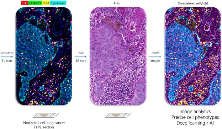 https://cdn.ncbi.nlm.nih.gov/pmc/blobs/d363/8353449/f70c22aca4e8/fmolb-08-672531-g002.jpg