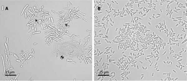https://cdn.ncbi.nlm.nih.gov/pmc/blobs/d367/2830954/19984b221e61/1477-5956-8-7-1.jpg