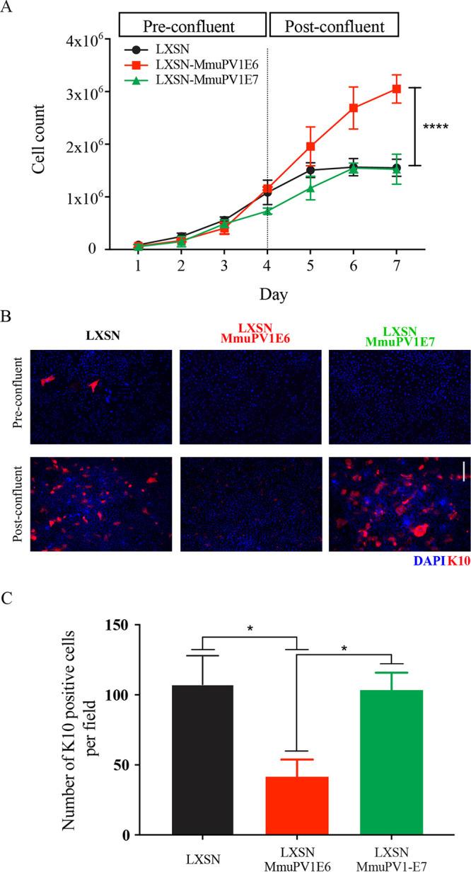 https://cdn.ncbi.nlm.nih.gov/pmc/blobs/d368/8906426/01052cea014d/jvi.01181-21-f006.jpg
