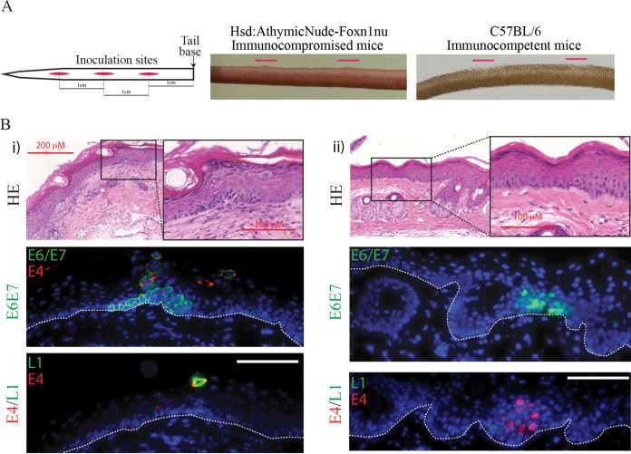https://cdn.ncbi.nlm.nih.gov/pmc/blobs/d368/8906426/08ca1b5fb391/jvi.01181-21-f002.jpg