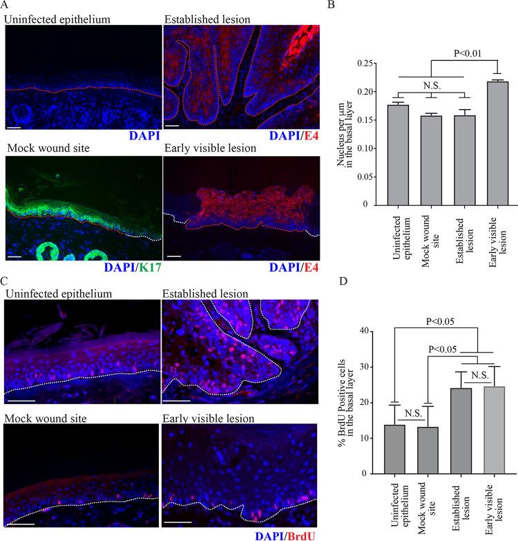 https://cdn.ncbi.nlm.nih.gov/pmc/blobs/d368/8906426/5c0398ba95d5/jvi.01181-21-f003.jpg