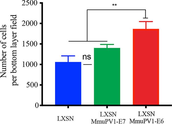 https://cdn.ncbi.nlm.nih.gov/pmc/blobs/d368/8906426/d14dec80fc78/jvi.01181-21-f008.jpg