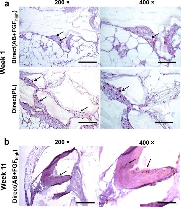 https://cdn.ncbi.nlm.nih.gov/pmc/blobs/d36b/6831606/b7df4ea72f0d/41598_2019_52442_Fig8_HTML.jpg