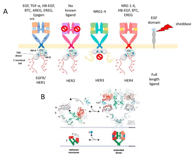 https://cdn.ncbi.nlm.nih.gov/pmc/blobs/d36b/7699420/4f0c705ffa69/cells-09-02505-g002.jpg