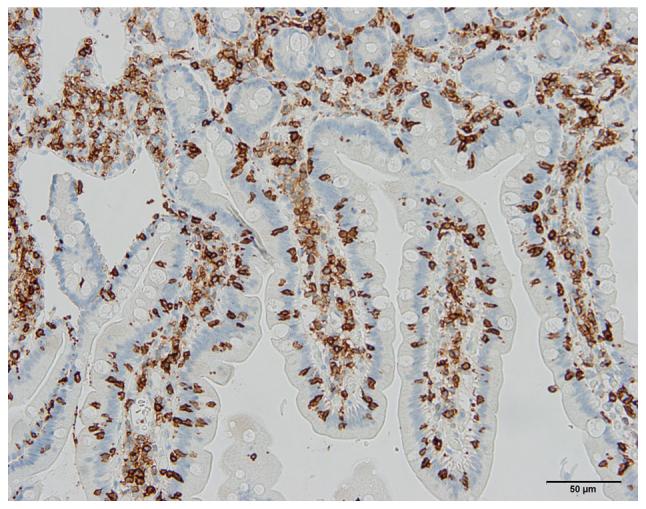 https://cdn.ncbi.nlm.nih.gov/pmc/blobs/d374/6580027/86283fa94af0/MMR-20-01-0787-g00.jpg