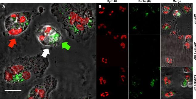 https://cdn.ncbi.nlm.nih.gov/pmc/blobs/d375/6131393/78428e553976/41598_2018_31391_Fig4_HTML.jpg