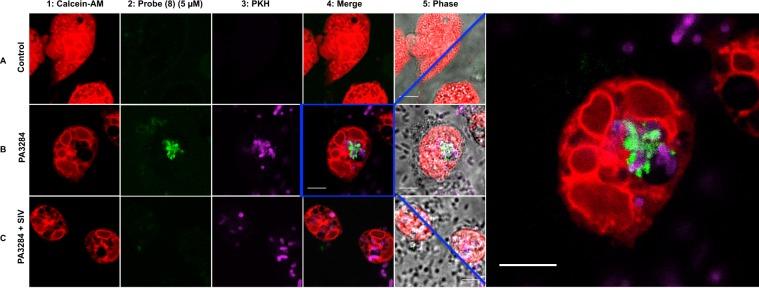 https://cdn.ncbi.nlm.nih.gov/pmc/blobs/d375/6131393/bbd0c4c9f0fe/41598_2018_31391_Fig5_HTML.jpg