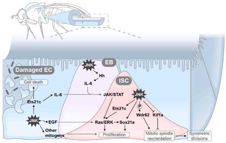 https://cdn.ncbi.nlm.nih.gov/pmc/blobs/d375/8197226/b3882184d721/ijms-22-05519-g003.jpg