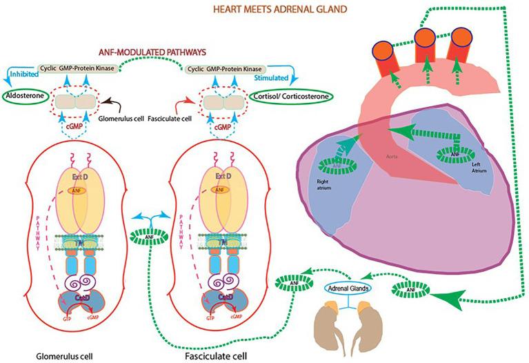https://cdn.ncbi.nlm.nih.gov/pmc/blobs/d375/9849996/154578d6ac85/fnmol-15-1022771-g004.jpg