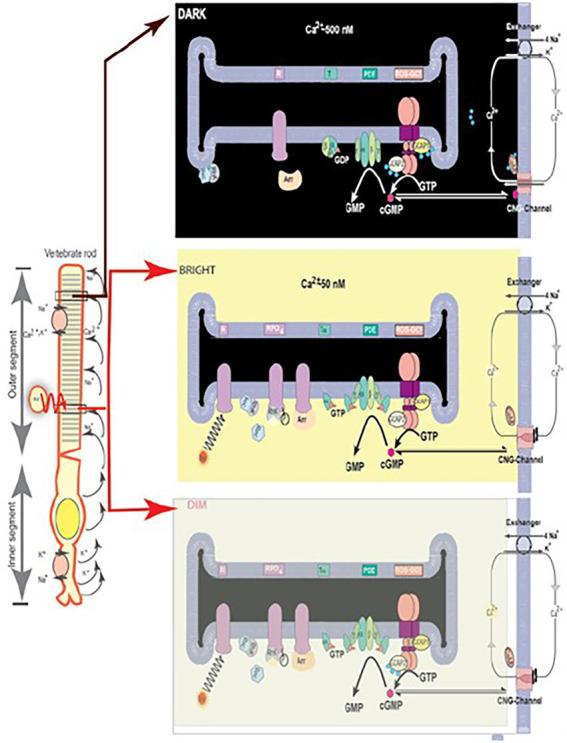 https://cdn.ncbi.nlm.nih.gov/pmc/blobs/d375/9849996/34ccde87a6bd/fnmol-15-1022771-g006.jpg