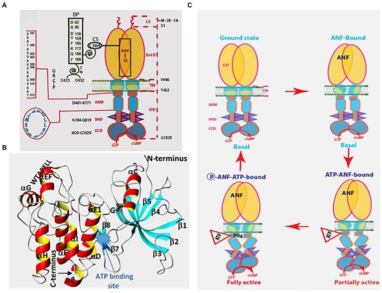 https://cdn.ncbi.nlm.nih.gov/pmc/blobs/d375/9849996/5e4990ca1c01/fnmol-15-1022771-g005.jpg