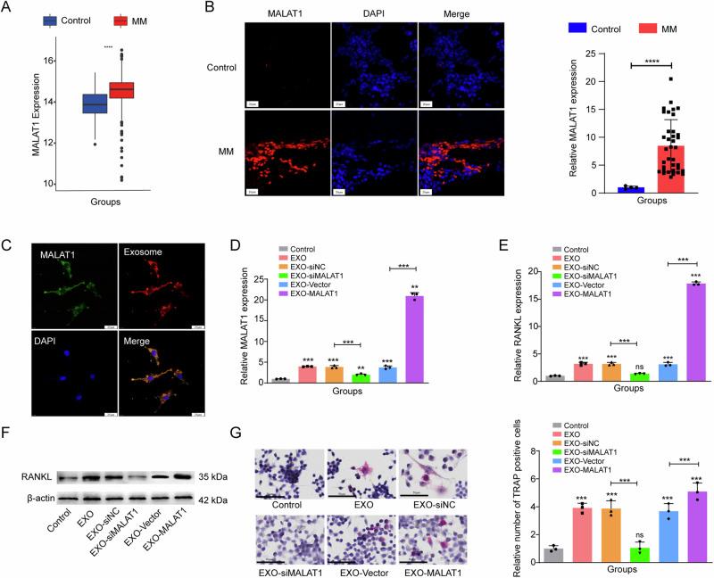 https://cdn.ncbi.nlm.nih.gov/pmc/blobs/d377/11446919/f5bb4b169543/42003_2024_6918_Fig3_HTML.jpg
