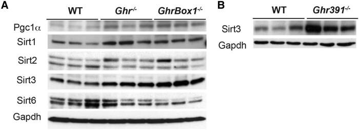https://cdn.ncbi.nlm.nih.gov/pmc/blobs/d37c/11500606/1f3b9413933a/bqae136f4.jpg