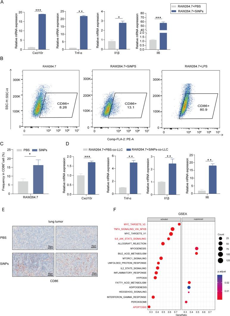 https://cdn.ncbi.nlm.nih.gov/pmc/blobs/d37c/11537155/846419a46557/IJN-19-11087-g0006.jpg