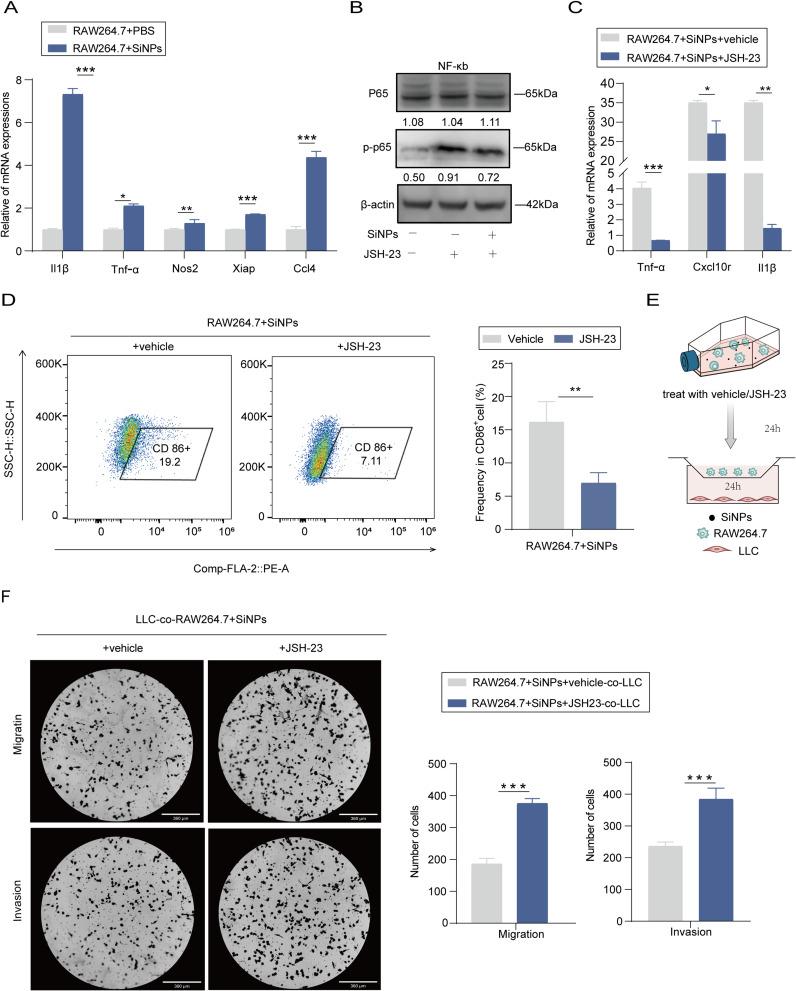 https://cdn.ncbi.nlm.nih.gov/pmc/blobs/d37c/11537155/907807c3f54c/IJN-19-11087-g0007.jpg