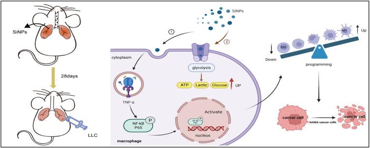 https://cdn.ncbi.nlm.nih.gov/pmc/blobs/d37c/11537155/ad304c11a262/IJN-19-11087-g0001.jpg