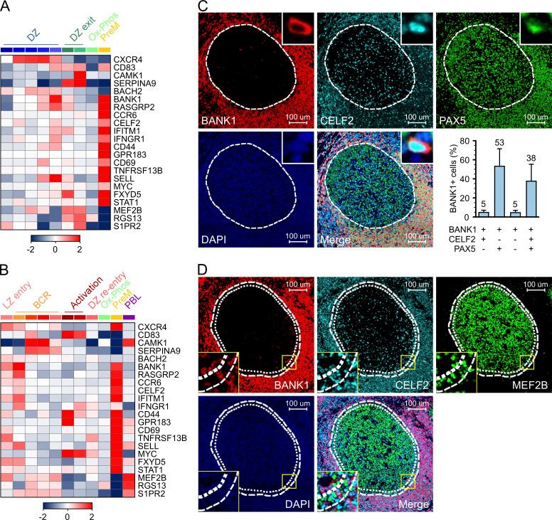 https://cdn.ncbi.nlm.nih.gov/pmc/blobs/d37c/7537389/45c4387ce9cd/JEM_20200483_FigS3.jpg